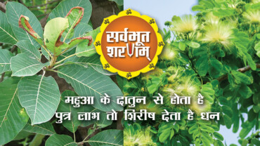 mahua-ke-dadun-se-hota-hai-putra-labh-to-shirish-deta-hai