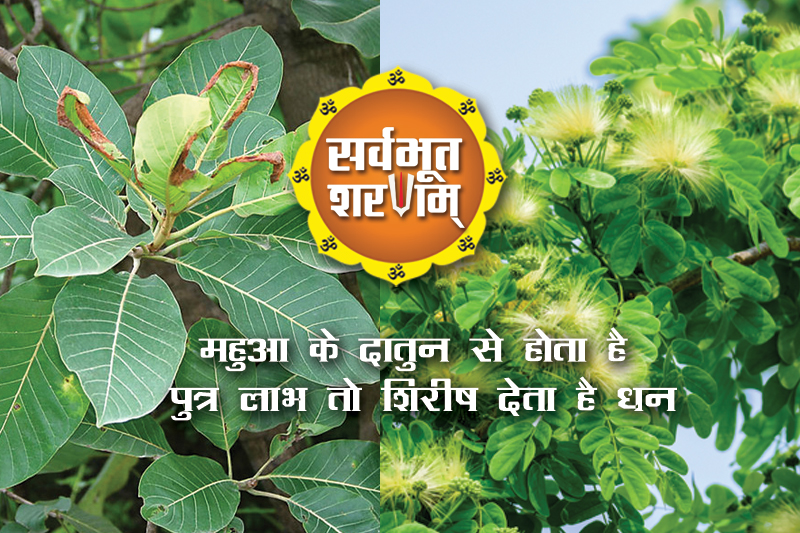 mahua-ke-dadun-se-hota-hai-putra-labh-to-shirish-deta-hai