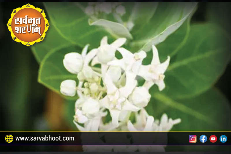 सूर्य और श्वेतार्क का चमत्कारिक संबंध