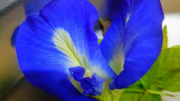 Juduwa aprajita flower