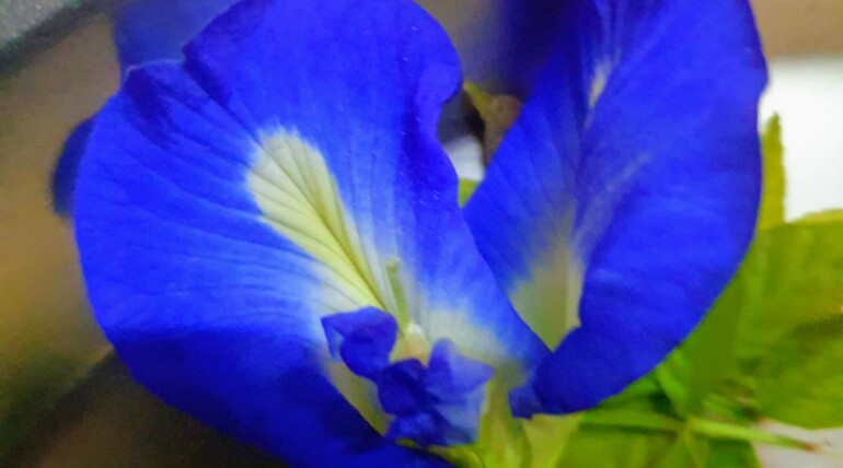 Juduwa aprajita flower