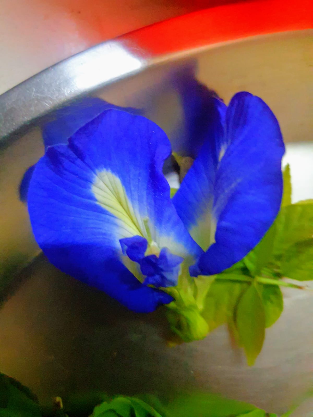 जुड़वां अपराजिता: देवी को अर्पित होने वाला दुर्लभ योनि पुष्प